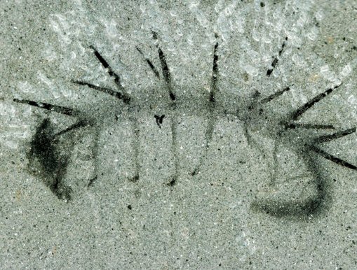 Nature：上古生物原來長這樣